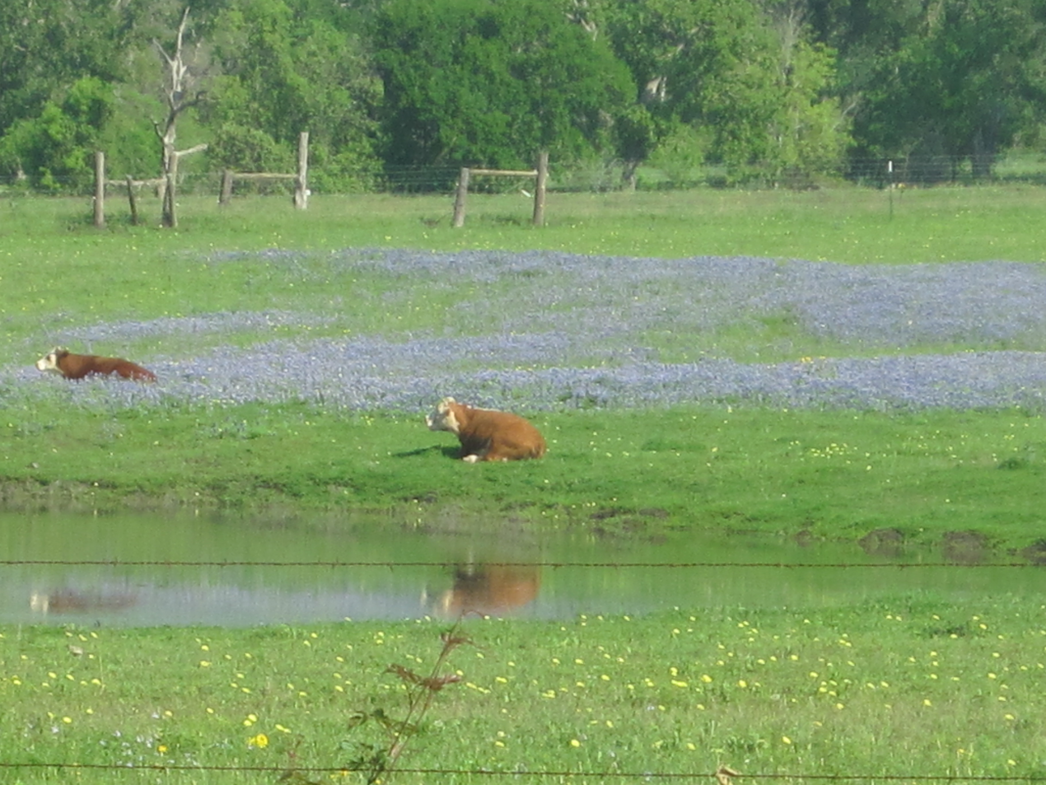Local Texas pasture