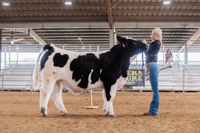 Youth exhibitor showing at a local livestock show