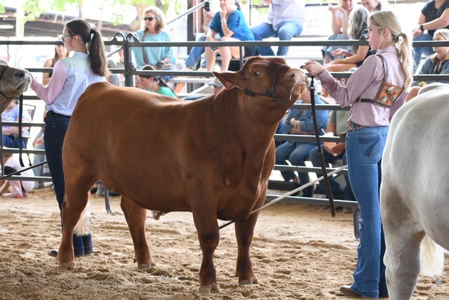 Youth livestock exhibitor