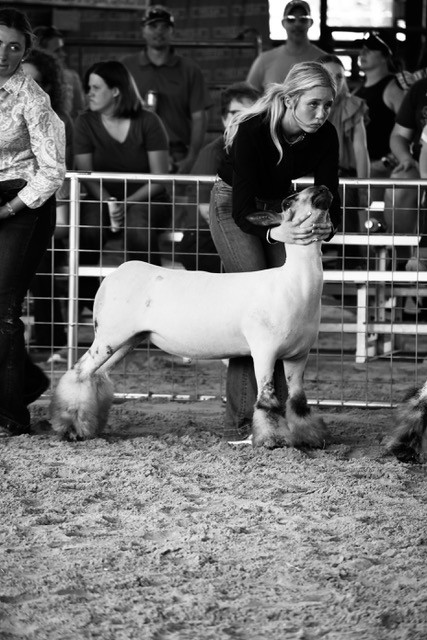 Youth livestock exhibitor