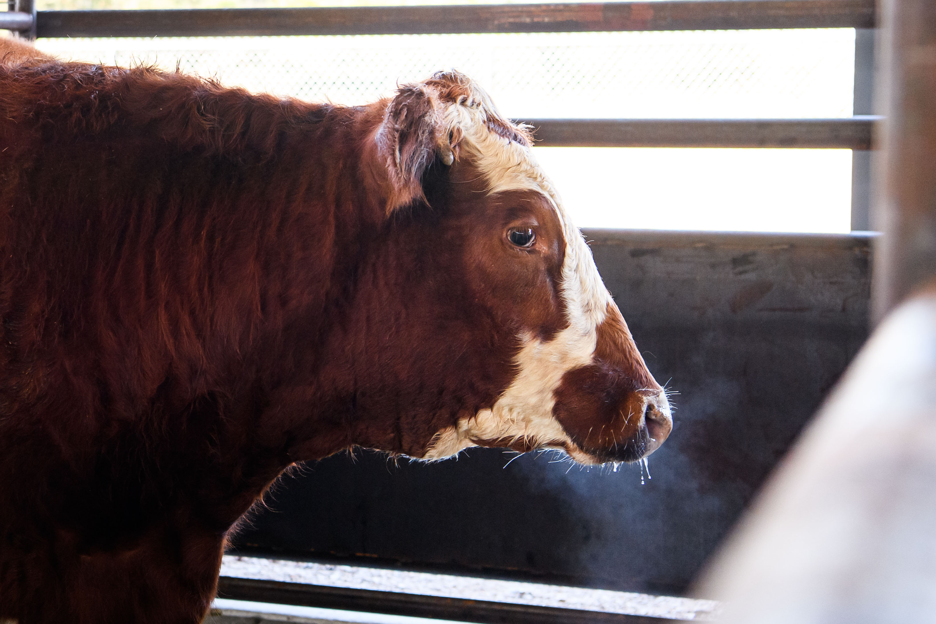 Humane cattle handling
