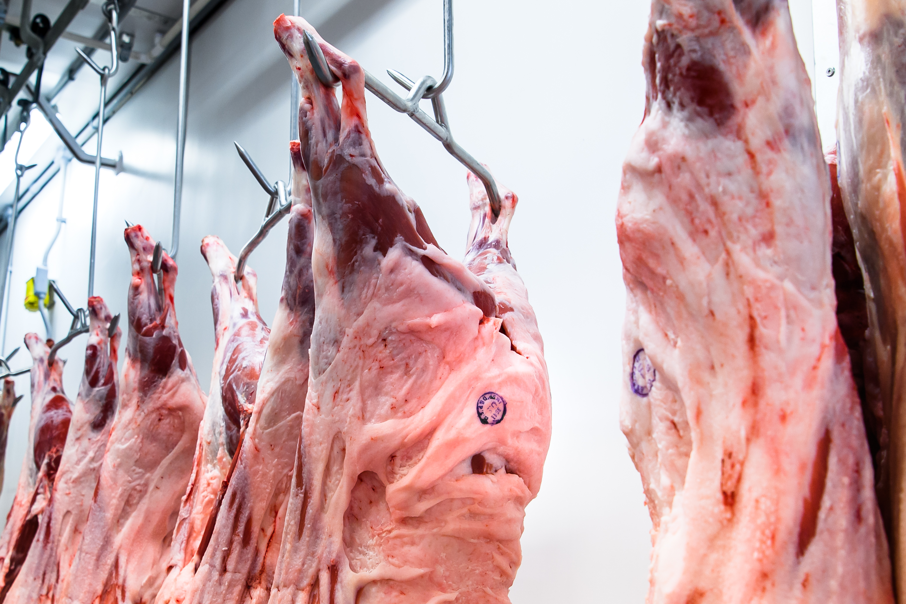 Carcass Aging